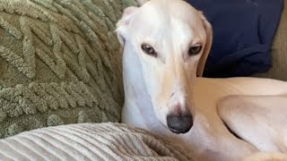 Talented Lurcher dog is asked to sing DaBabys Rockstar he doesnt disappoint  WooGlobe [upl. by Fred]