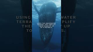 Humpback Whale Songs 🔈  OceanXplorers [upl. by Kwasi]