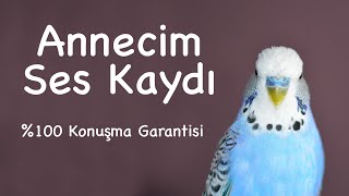 Annecim Ses Kaydı 100 Konuşma Garantisi  1 Ay Sonra Kuşunuz Konuşacak [upl. by Siderf]