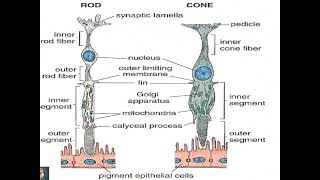 Histology of Eye  Retina  Part 2  Dr Shehla Aman [upl. by Frances]