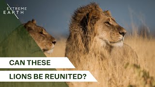 Two Lion Brothers Torn Apart in Namibia’s Wild  Animal Kingdom [upl. by Anitsirhcairam655]