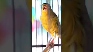 Canaries Singing 04 [upl. by Alida]