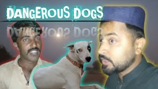 DANGEROUS DOGS 😳Haris ki Achi Achi batain [upl. by Ainekahs435]