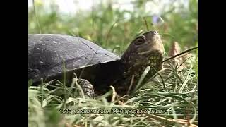 Danube Delta  Delta Dunarii  Documentary  English subtitle [upl. by Hallock]