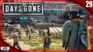 DAYS GONE 29  LA HORDA DEL ASERRADERO la más grande  Gameplay Español [upl. by Hornstein243]