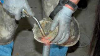 Farrier Quick Takes Red Renchin Treating Long Toe Low Heel [upl. by Ivette]