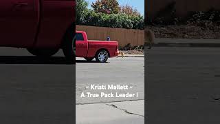 KRISTI MALLETT  Long Beachs True Pack Leader The Pet Set 3960 Cherry Long Beach 5625955889 [upl. by Lamb]