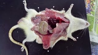 Rat dissection  tutorial step by step [upl. by Sibylla]