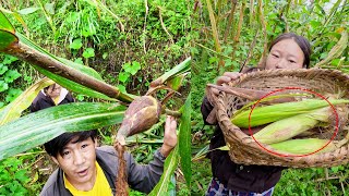 our farm field with organic food  Surya laxmi lovely farming  Kedar rai [upl. by Hubie463]