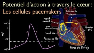 Physiologie du système nerveux  Linflux nerveux [upl. by Holden]