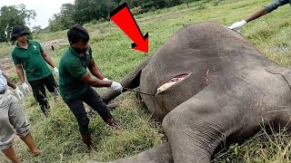 मरे हुए हाथी को भूल से भी हाथ मत लगाना वर्ना  Unbelievable Animal Moments [upl. by Pelagia11]