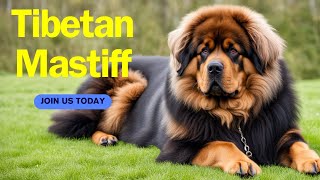 Tibetan Mastiff [upl. by Asilanom]