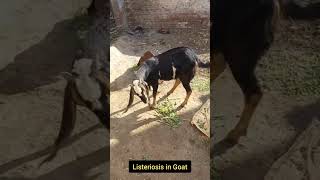 Symptoms of Listeriosis in goat  circling in goat 3 shorts [upl. by Adelaja]