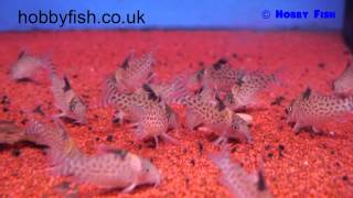 Hobby Fish  Milton Keynes  Corydoras punctatus  Spotted Catfish [upl. by Leakcim]