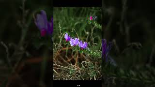 The Beauty of Echium Plantagineum Nature’s Vibrant Gem in Full Bloom 🌿💜 photography flowerpower [upl. by Hills]