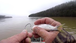 Catfishing Tips and Techniques  Shad Rig  Setup [upl. by Leahciam]