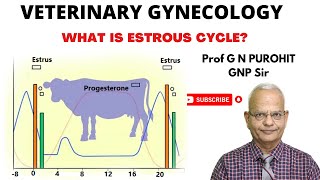 Uncovering the Mystery of Animal Reproduction Whats the Estrous Cycle [upl. by Rehpotsrihc]