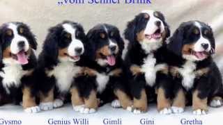 Berner Sennenhund Welpe Tag 1 bis zur 8 Woche in 3min [upl. by Brandtr]