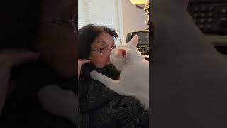 Milo loves Mama Nose in nose happy claws going Purring [upl. by Vivi115]