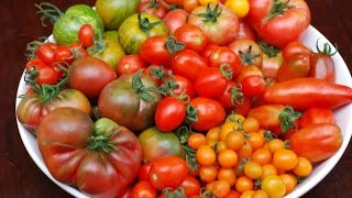 TOMATO RISOTTO [upl. by Maryanna]