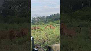 Lioness Nearly Killed Protecting Her Cubs  Grumeti Serengeti National Park [upl. by Ahsatal79]