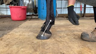 Proper heel length when trimming a horse [upl. by Derwin]