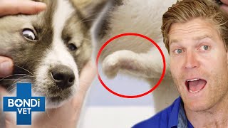 Pets With Birth Defects Get Help 😲  Bondi Vet Compilation  Bondi Vet [upl. by Liddy903]