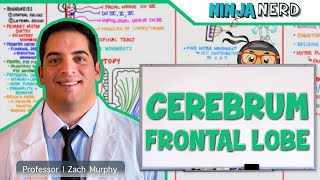 Neurology  Cerebrum Frontal Lobe Anatomy amp Function [upl. by Annohsak319]