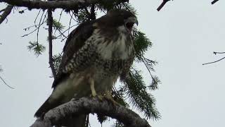 Red tailed hawk screaming [upl. by Lanie533]