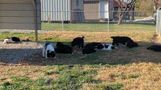 Newfoundlands of Umfleet Farms [upl. by Freeland250]