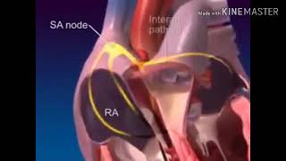 Interpretation dun ECG normalكيفاش تقرى ECG [upl. by Fujio566]