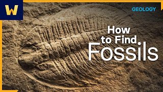 Fossil Hunting 101  Where to Look for Fossils and How to Find Them [upl. by Eledoya]