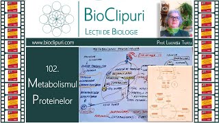 102 Metabolismul proteinelor Barrons [upl. by Arvell]