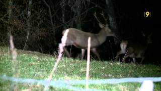 Visite nocturne pour aller observer la faune et compter les cerfs [upl. by Seavir754]