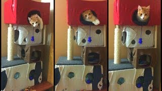 🏠Como hacer una casa  torre a tu gato con cartón DIY 😸 [upl. by Allain]