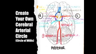 Cerebral Arterial Circle [upl. by Hanley]