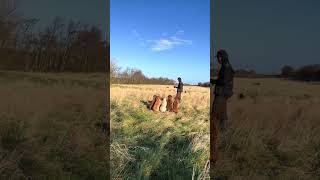 slingley gundogs Another windy one labradorretriever chocolatelab foxredlab yellowlab [upl. by Jonina]