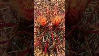 FISHHOOK BARREL CACTUS SUMMER BLOOMS cactus plants nature [upl. by Jabin202]