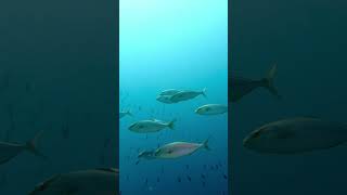 Schools of amberjacks circle deep off reef [upl. by Dumond]