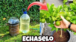 CÍTRICOS con  FLORACIÓN 🍋 FRUTOS y Crecimiento con este abono casero orgánico para plantas y huerto [upl. by Johannes841]