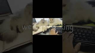 quot🐾 Persian Kittens to the Rescue on this long Friday Helping with Remote Work 🖥️quot [upl. by Arayk246]