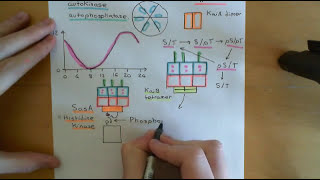 Circadian Clocks Part 8 [upl. by Aldon]