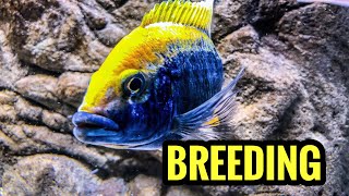 Breeding African Cichlids Is Easy [upl. by Zoltai334]