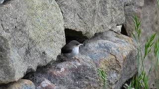 Fairy Wren Fledglings [upl. by Tiffanle]