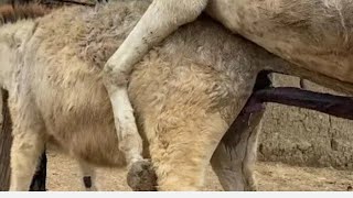 some donkeys meeting 🤝  donkey mating season please subscribe 🙏 [upl. by Eetak]