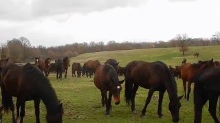 Manlio Fani  il Branco di Cavalli Romani verso Cavalli a Roma video 2 [upl. by Crosley]