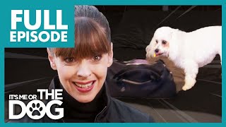 Uncontrollable Bichon Frise on the Verge of Eviction  Full Episode  Its Me or The Dog [upl. by Brazee]