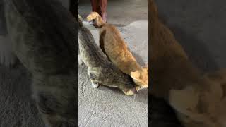 Cute cat cat shortvideo shorts [upl. by Zanze]