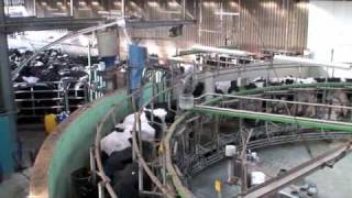 Westfailia Rotary Milking Parlour UK [upl. by Field103]