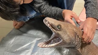 生きる化石 深海ザメラブカ買ってきた Chlamydoselachus anguineus Frill shark [upl. by Delamare]